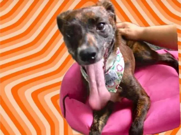 Cachorro raça Pinscher mix srd  idade 7 a 11 meses nome Molly bb 9 meses 