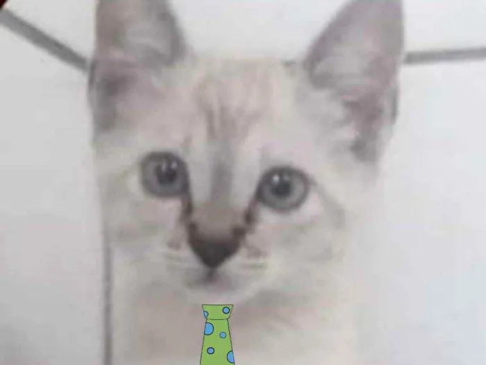 Gato raça Mestiço  idade 2 a 6 meses nome Sushi 