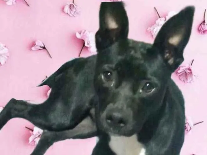 Cachorro raça Srd idade 7 a 11 meses nome Alina bb9meses 
