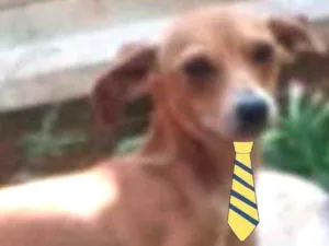 Cachorro raça Mestiço  idade 7 a 11 meses nome Jimmy 