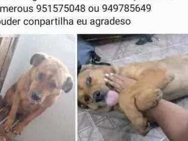 Cachorro raça Vira lata idade 6 ou mais anos nome Rax