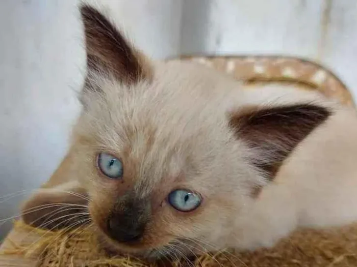 Gato raça Srd idade Abaixo de 2 meses nome Sem nome