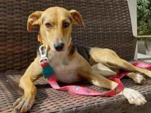 Cachorro raça SRD idade 7 a 11 meses nome Donna