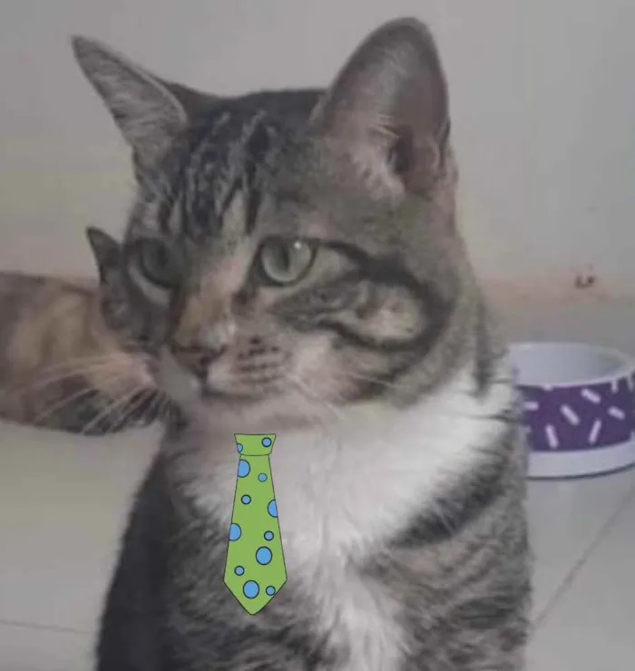 Gato ra a Mestiço  idade 1 ano nome Juliano 