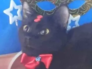 Gato raça Mestiça  idade 1 ano nome Lara 