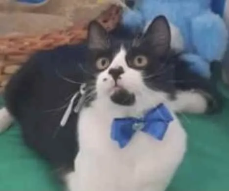 Gato ra a Mestiço  idade 2 a 6 meses nome Oreo 