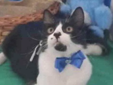 Gato ra a Mestiço  idade 2 a 6 meses nome Oreo 