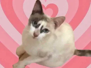 Gato raça Srd  idade 1 ano nome Gigi Linda 