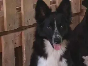 Cachorro raça Mix de Border idade 1 ano nome Théo