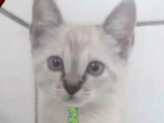 Gato raça Mestiço  idade 2 a 6 meses nome Sushi 