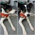 Doggofredo
