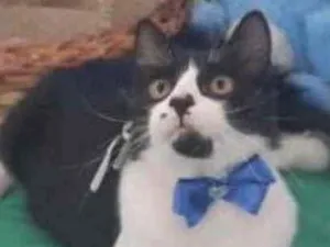 Gato raça Mestiço  idade 2 a 6 meses nome Oreo 