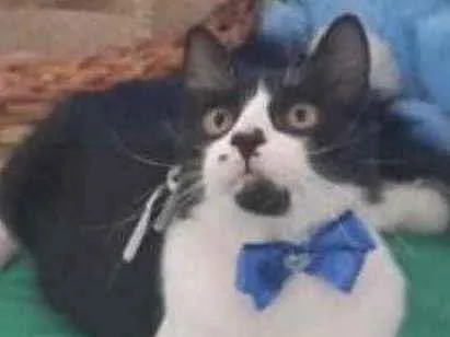 Gato ra a Mestiço  idade 2 a 6 meses nome Oreo 