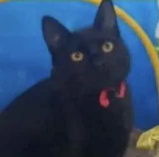 Gato ra a Mestiço  idade 2 a 6 meses nome Ricky 