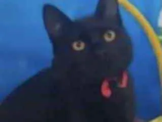 Gato ra a Mestiço  idade 2 a 6 meses nome Ricky 