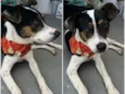 Doggofredo