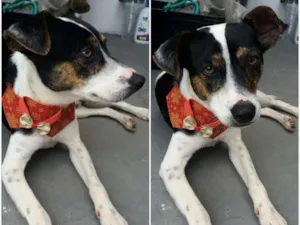 Cachorro raça SRD idade 1 ano nome Doggofredo