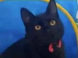 Gato raça Mestiço  idade 2 a 6 meses nome Ricky 