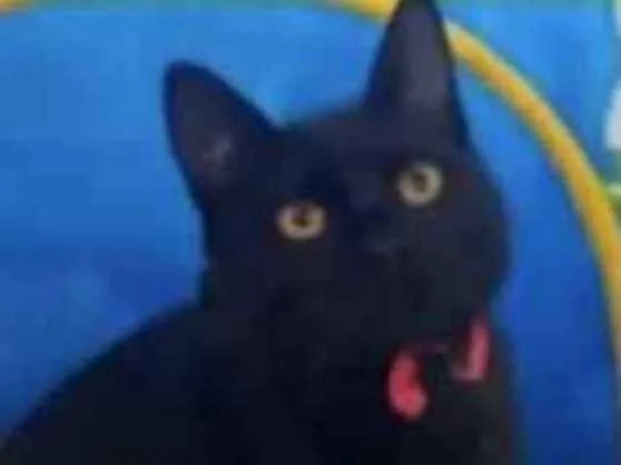 Gato ra a Mestiço  idade 2 a 6 meses nome Ricky 