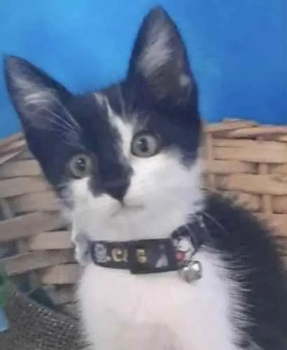 Gato ra a Mestiço  idade 2 a 6 meses nome Floquinho 