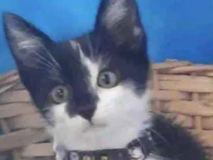 Gato raça Mestiço  idade 2 a 6 meses nome Floquinho 