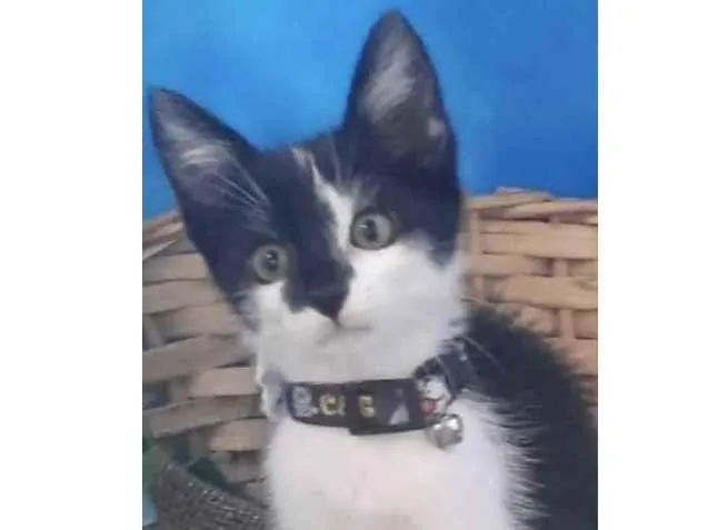 Gato ra a Mestiço  idade 2 a 6 meses nome Floquinho 