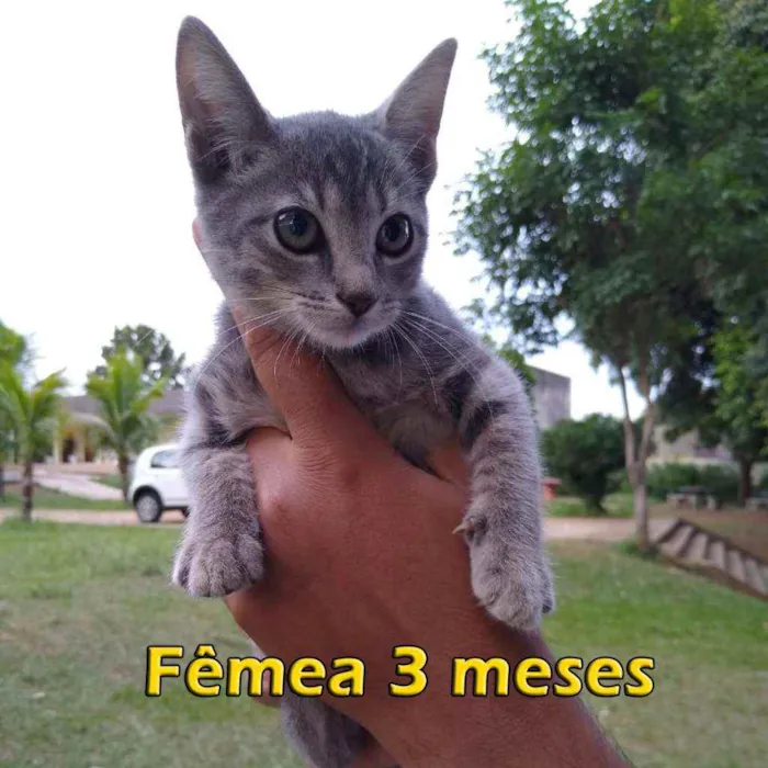 Gato ra a Sem raça definida idade 2 a 6 meses nome Sem nome