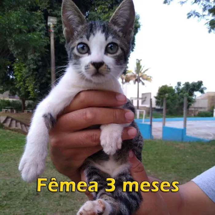 Gato ra a Sem raça definida idade 2 a 6 meses nome Sem nome