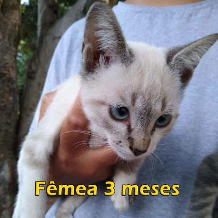 Gato ra a Sem raça definida idade 2 a 6 meses nome Sem nome