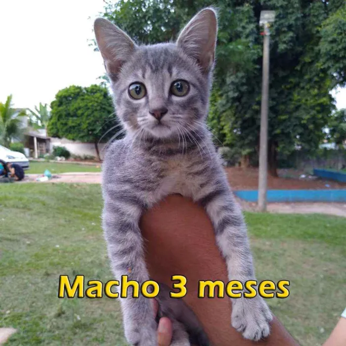 Gato ra a Sem raça definida idade 2 a 6 meses nome Sem nome