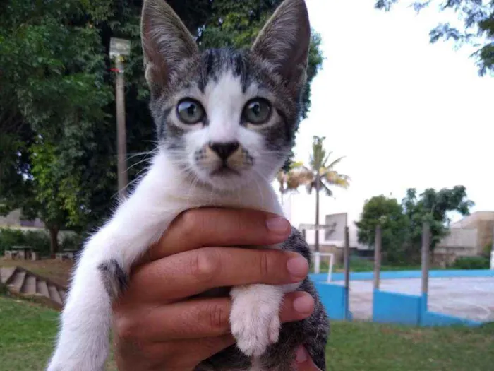 Gato ra a Sem raça definida idade 2 a 6 meses nome Sem nome