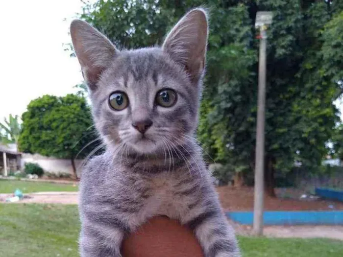 Gato ra a Sem raça definida idade 2 a 6 meses nome Sem nome