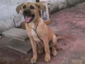 Cachorro raça Vira lata idade 2 a 6 meses nome Pingo 