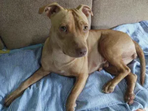 Cachorro raça Pitbull idade 1 ano nome Brisa