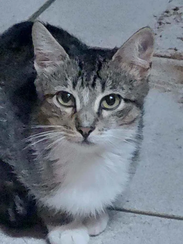 Gato ra a Indefinida idade 2 a 6 meses nome Anitta
