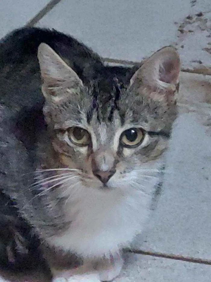 Gato ra a Indefinida idade 2 a 6 meses nome Anitta