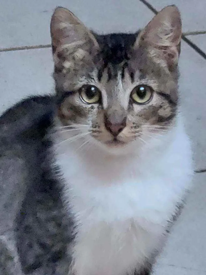 Gato ra a Indefinida idade 2 a 6 meses nome Anitta