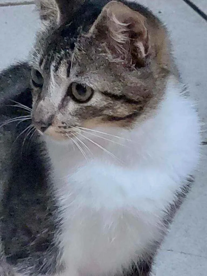 Gato ra a Indefinida idade 2 a 6 meses nome Anitta