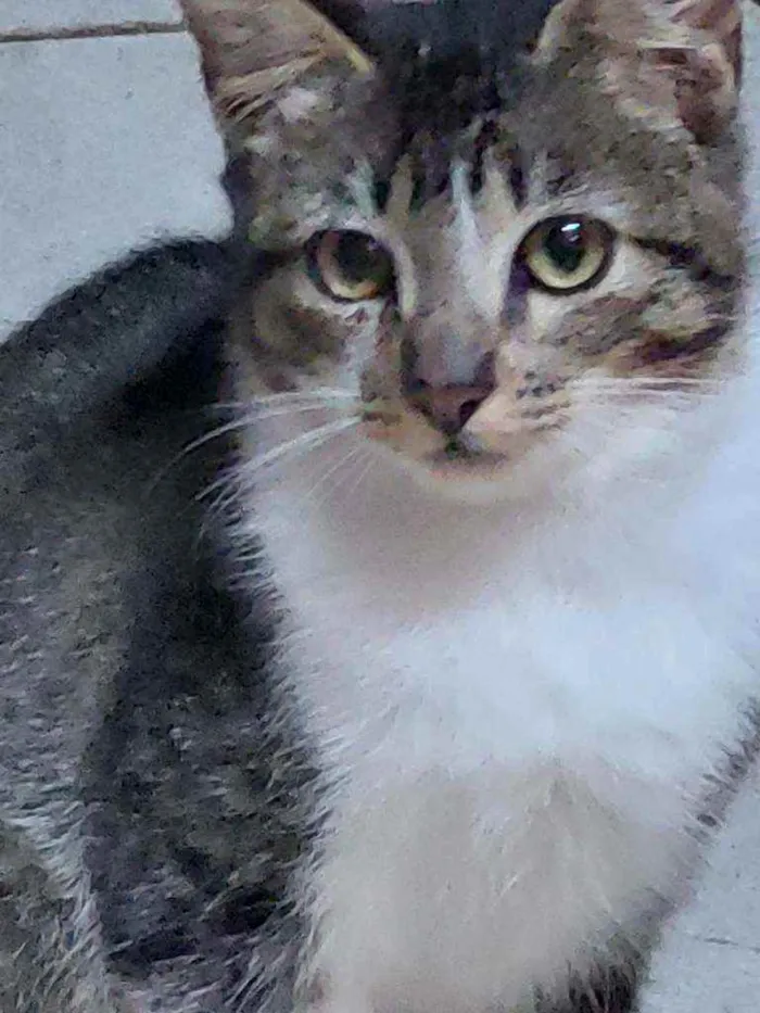 Gato ra a Indefinida idade 2 a 6 meses nome Anitta