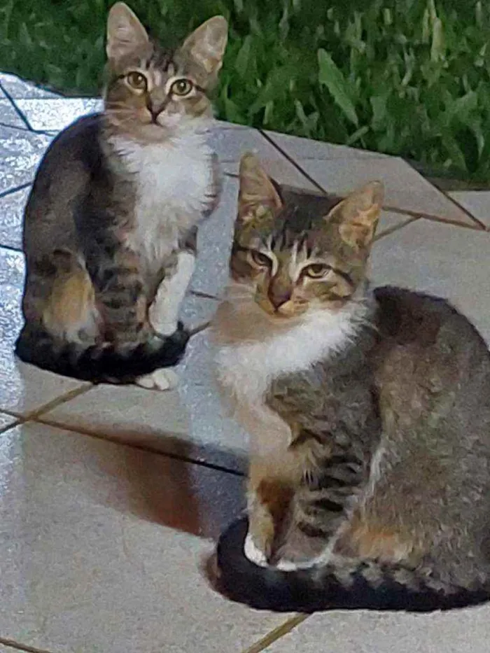 Gato ra a Indefinida idade 2 a 6 meses nome Anitta
