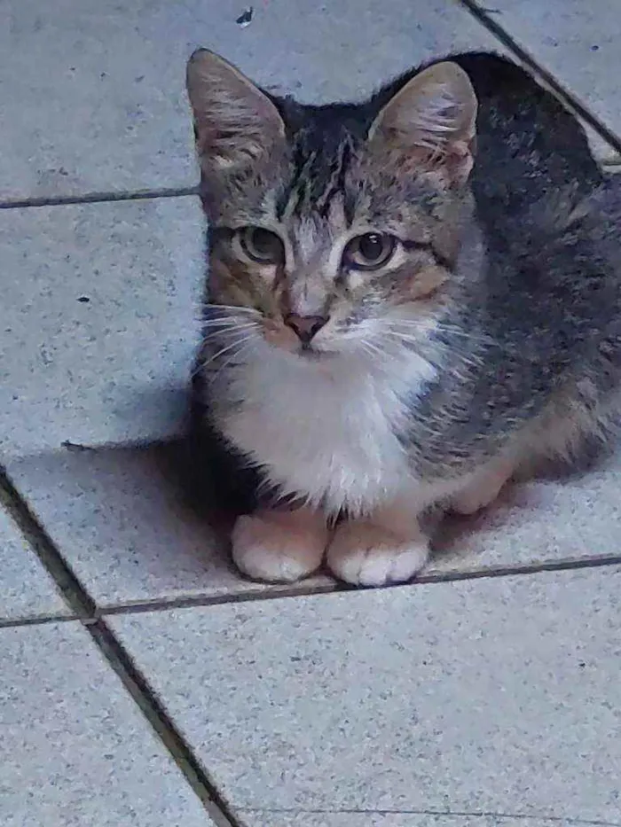 Gato ra a Indefinida idade 2 a 6 meses nome Anitta