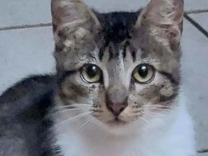 Gato ra a Indefinida idade 2 a 6 meses nome Anitta