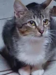 Tim