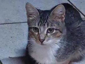 Gato raça Indefinida idade 2 a 6 meses nome Anitta