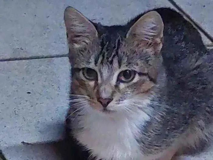Gato ra a Indefinida idade 2 a 6 meses nome Anitta