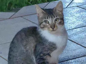 Gato raça Indefinida idade 1 ano nome Tim