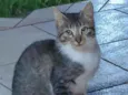 Tim