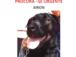 Cachorro raça mestiço labrador idade 3 anos nome Airon