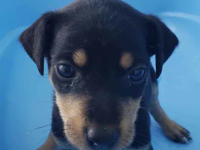 Cachorro raça Srd idade Abaixo de 2 meses nome Sasha