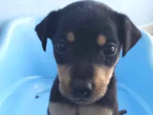 Cachorro raça Srd idade Abaixo de 2 meses nome Sasha